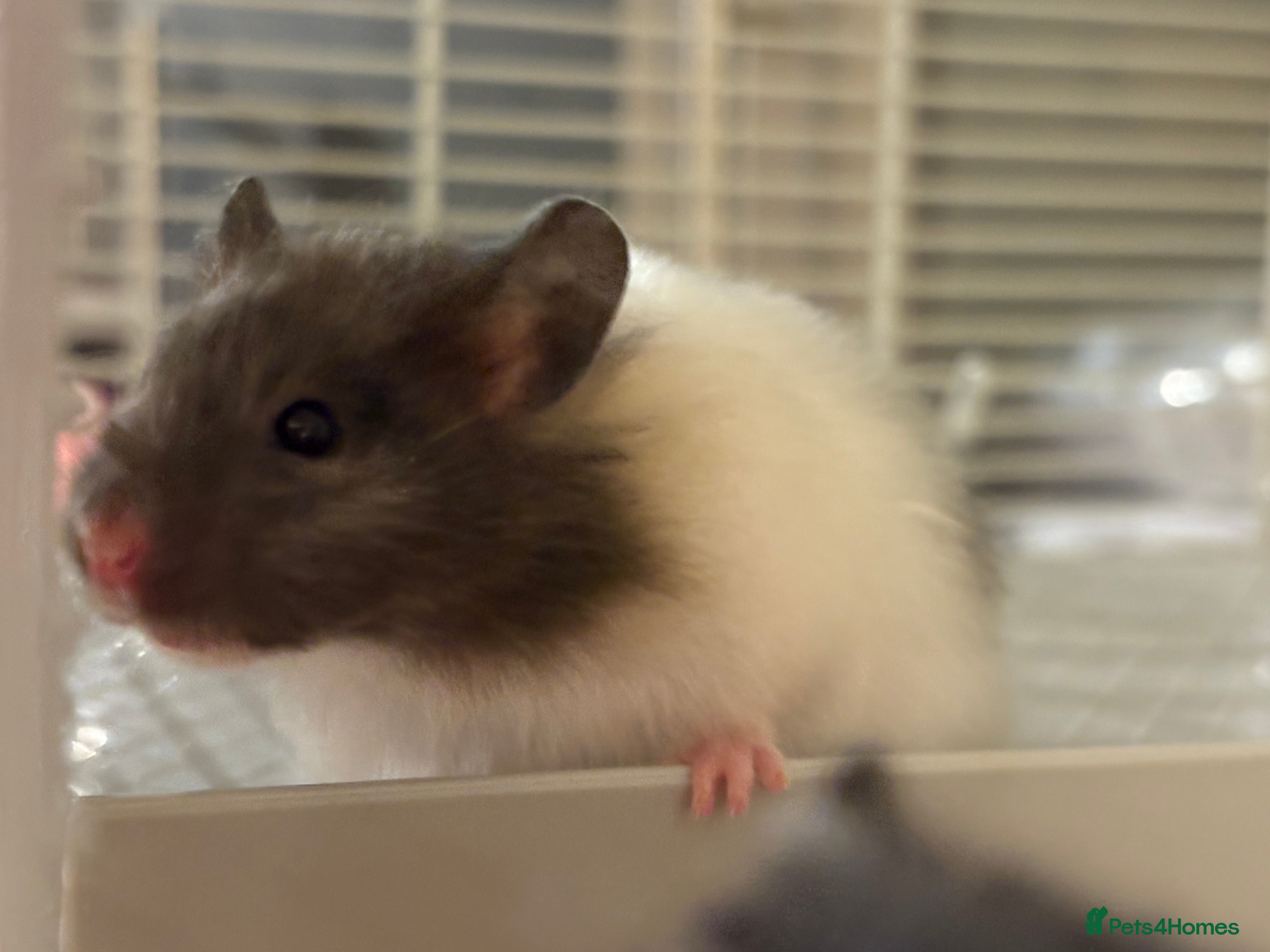 Hamster rodents Baby hamsters for sale - Advert 7