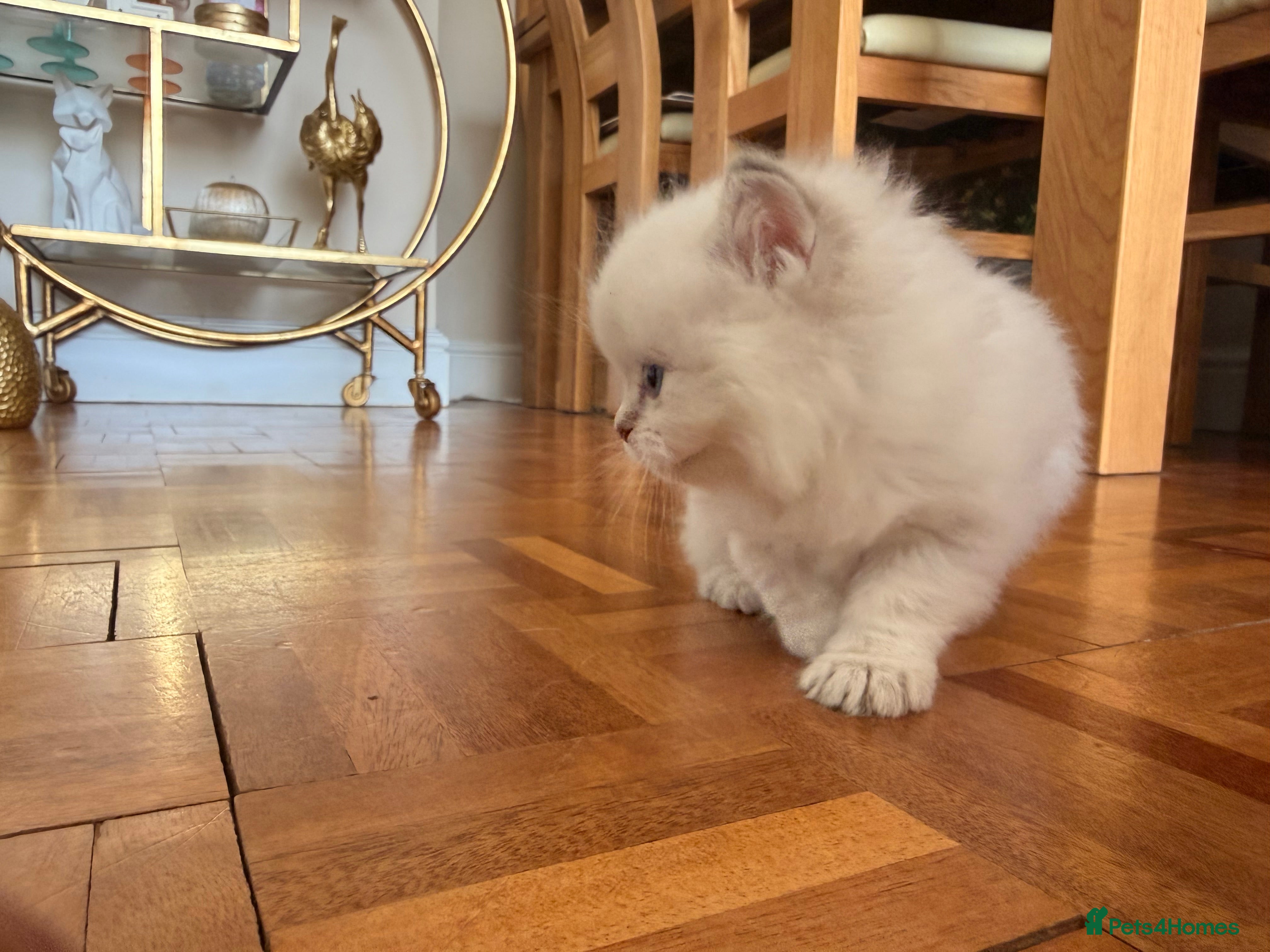 British Longhair cats for sale: Beautiful rainbow litter now available to reserve - Advert 38