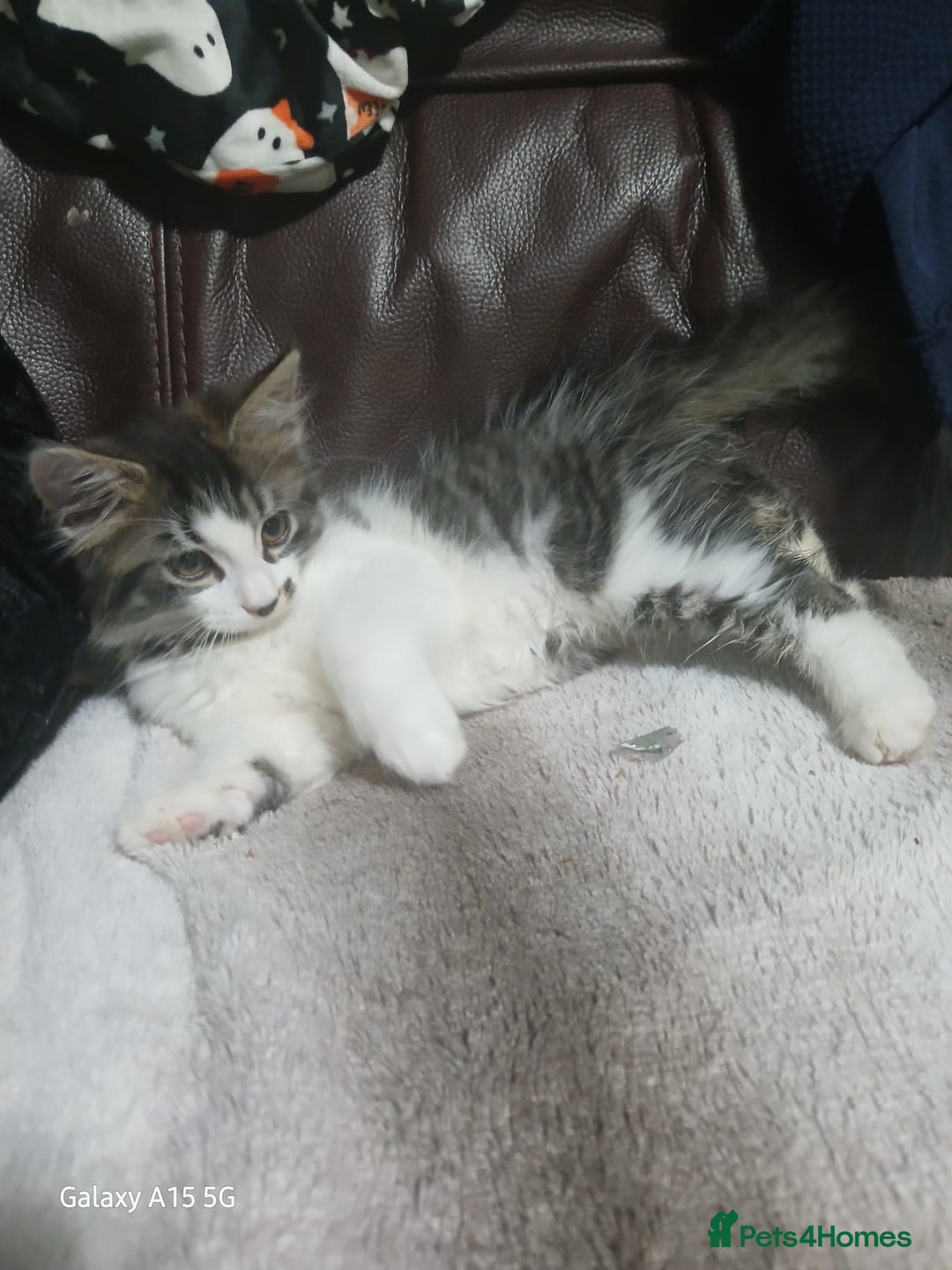 Mixed Breed cats for sale: Gorgeous fluffy princess  - Image 5