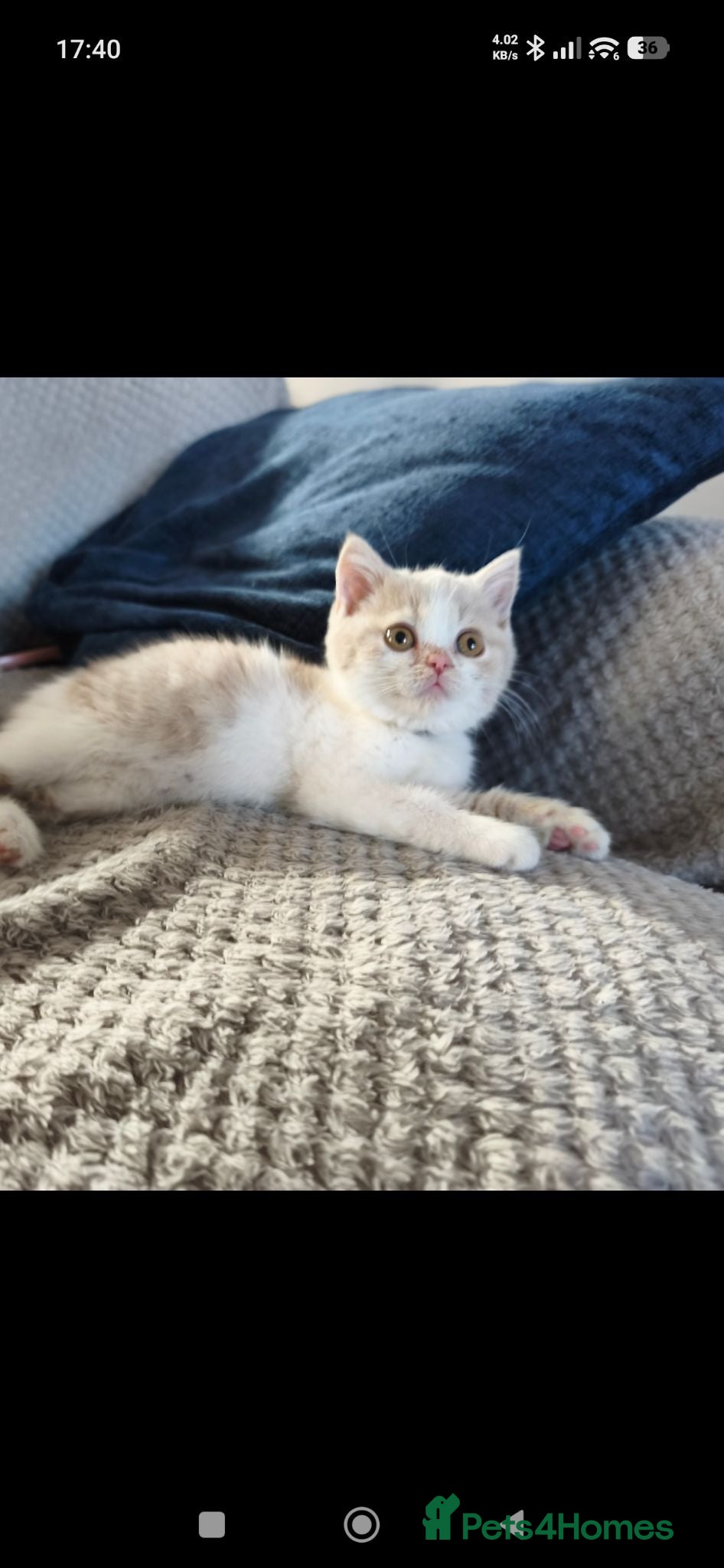 British Shorthair cats British shorthair kittens - Advert 1