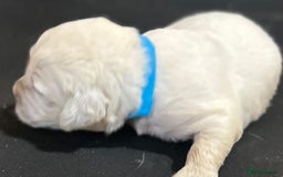 Golden Retriever dogs for sale: Chunky, cream pups - Image 35