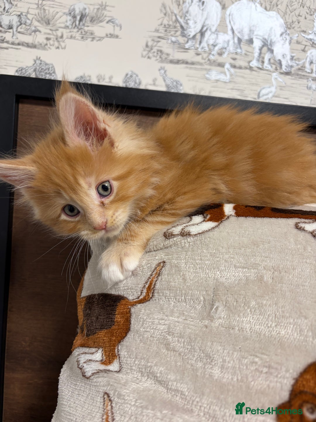 Maine Coon cats for sale: Champion Russian line full Maine coon kittens - Advert 16