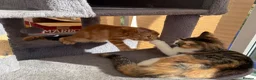 Maine Coon cats for sale: TORTOISESHELL MAINE COON X KITTENS - Advert 5