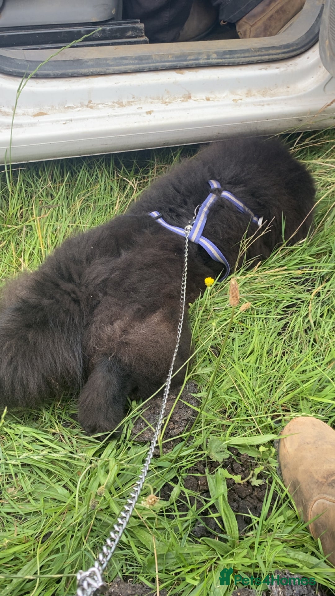 Chow Chow dogs for sale: Beautiful well bred chow chow - Image 4