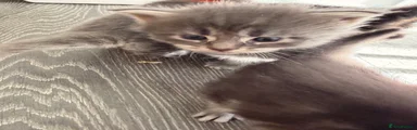 Maine Coon 5