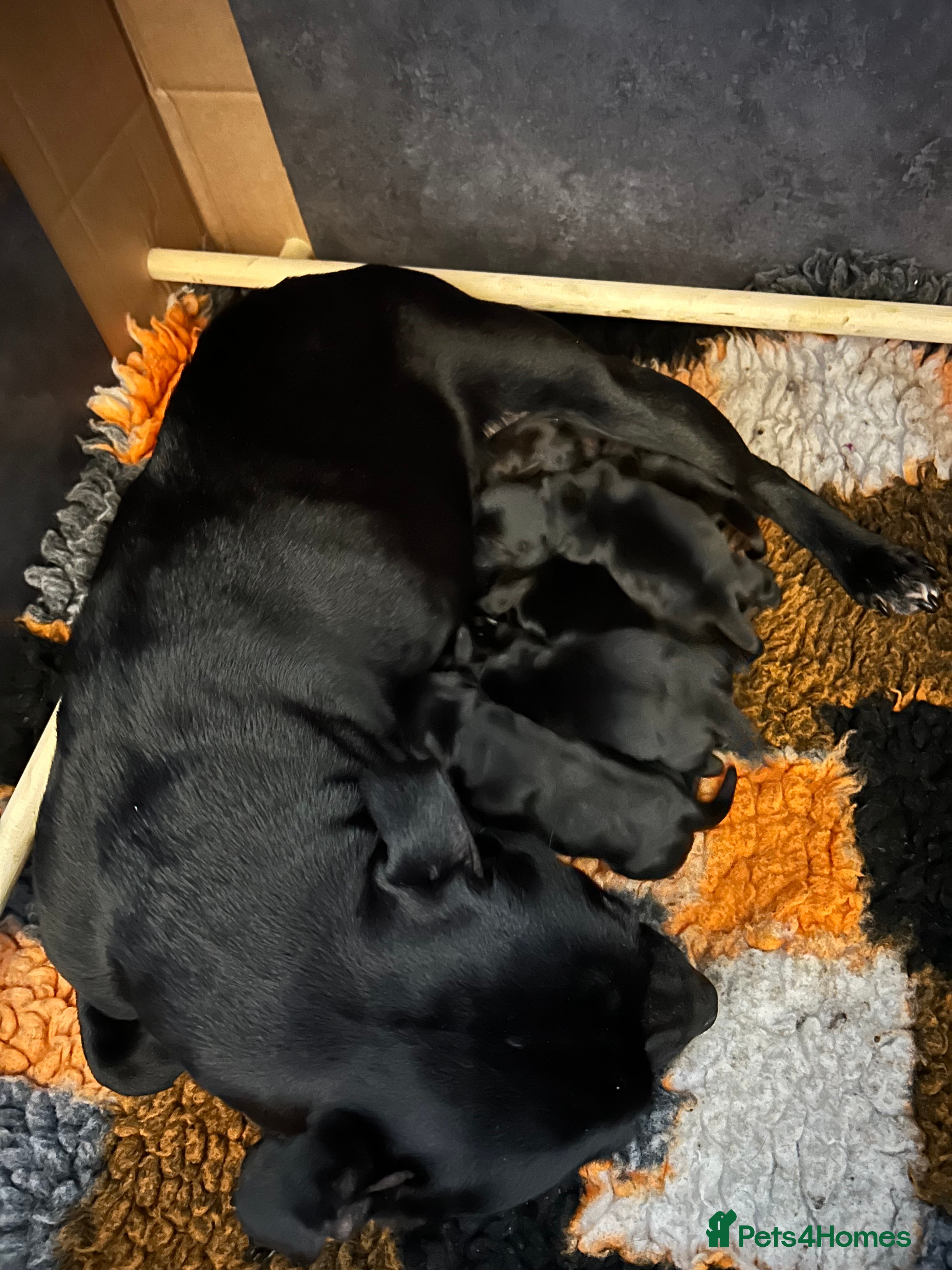 Mixed Breed dogs Looking for active homes - Advert 1