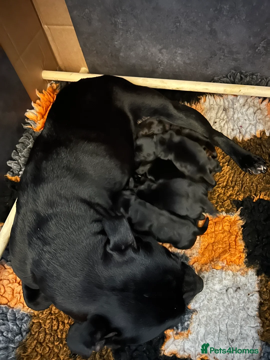 Mixed Breed dogs for sale: Looking for active homes in Weston-super-Mare - Advert 1