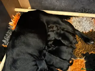 Mixed Breed dogs Looking for active homes - Advert 1