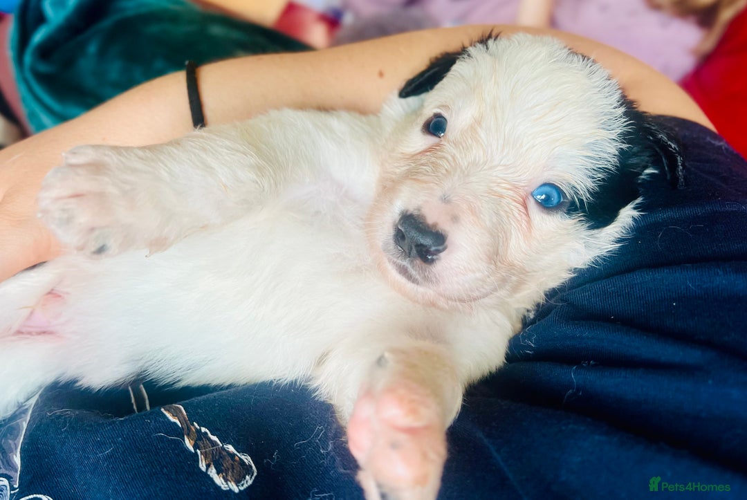 Border Collie dogs for sale: 3 left🐾Ready to leave in 2 weeks🐾Border Collie🐾 - Image 13
