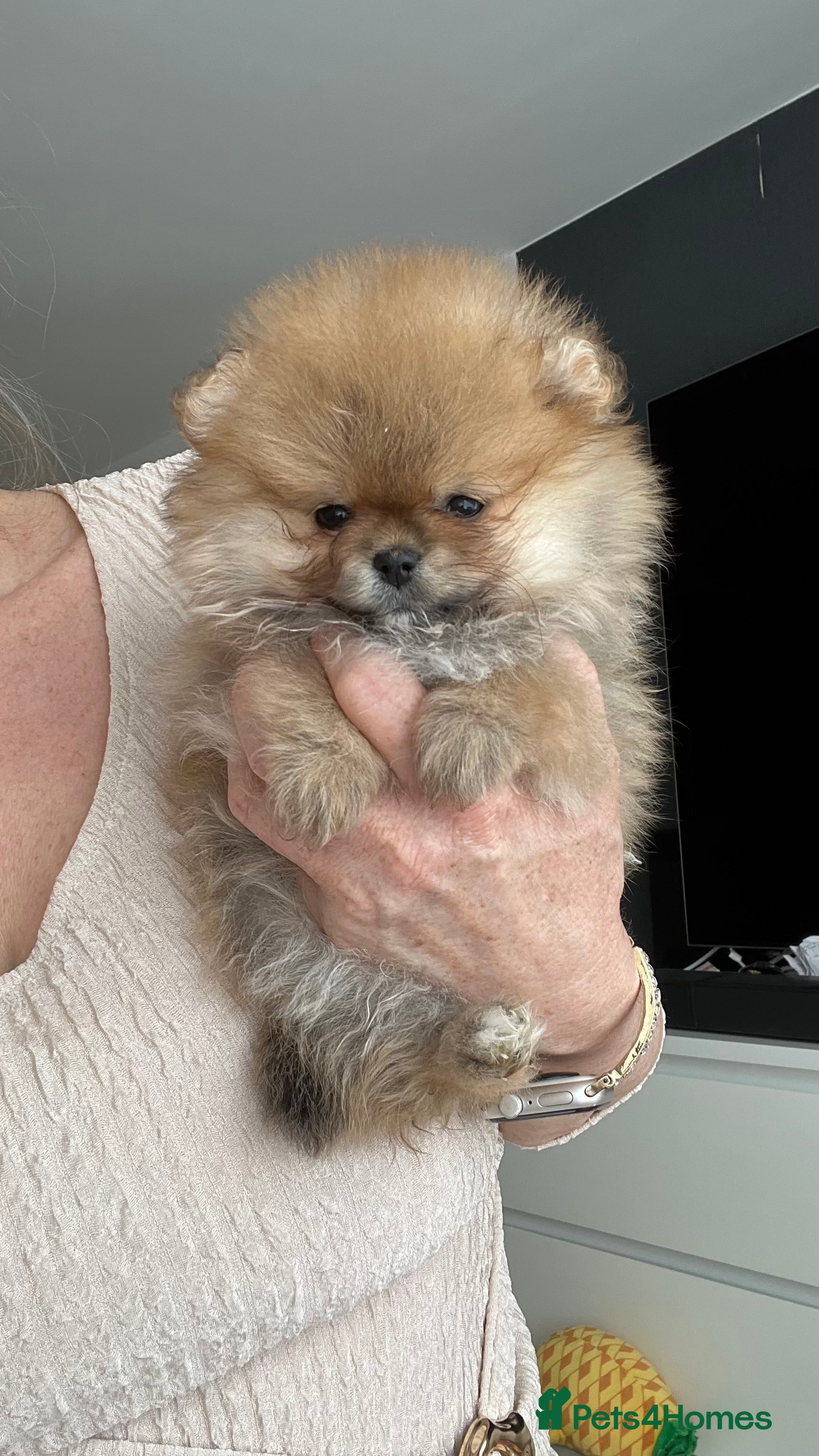 Pomeranian dogs ADORABLE PURE POMERANIAN KC - Advert 2