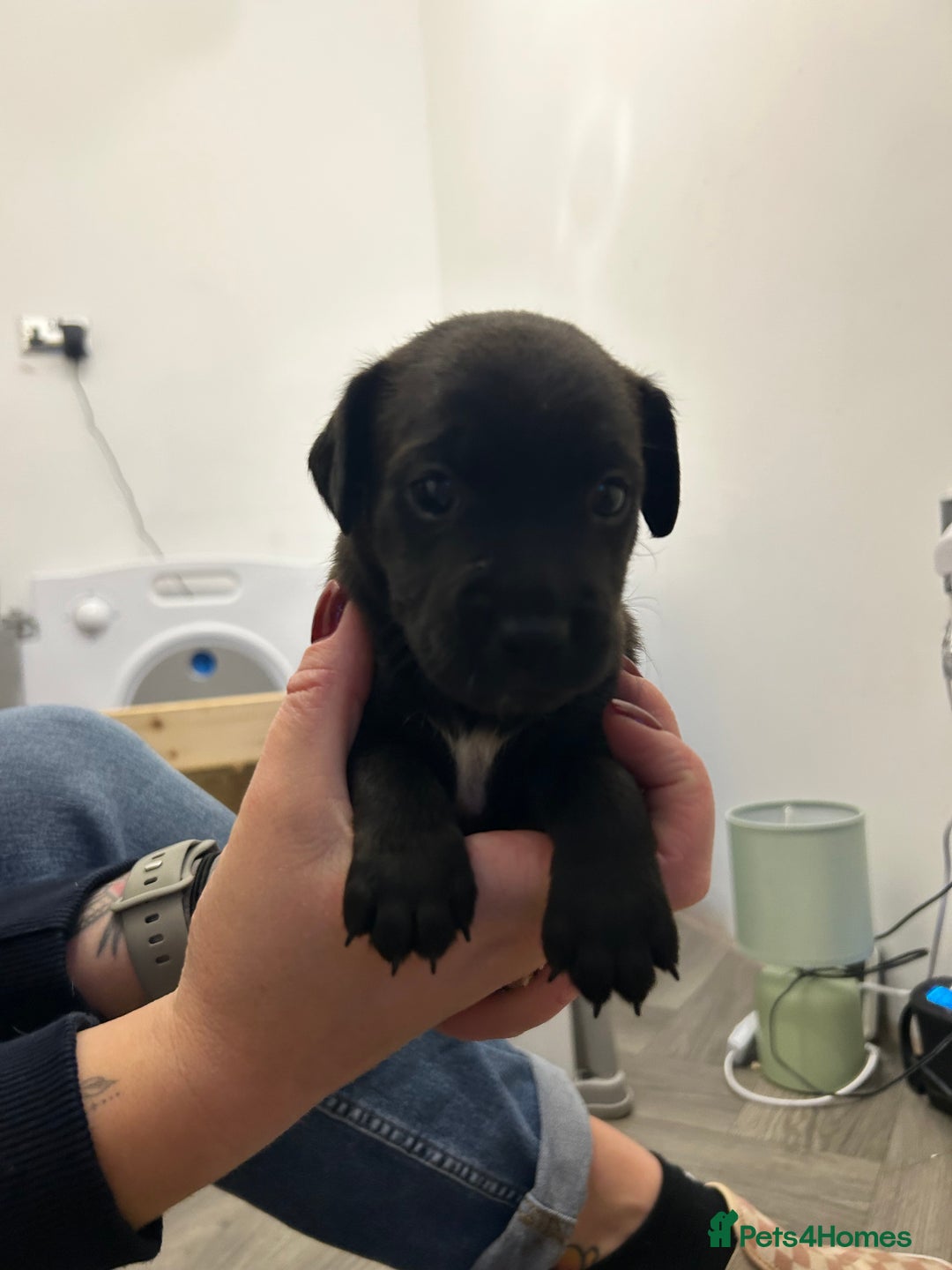 Jack Russell dogs for sale: Beautiful Jack Russell Pups 1 boy/ 1 girl  - Image 18