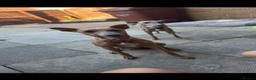 Whippet dogs for sale: Female whippet cross - Advert 3