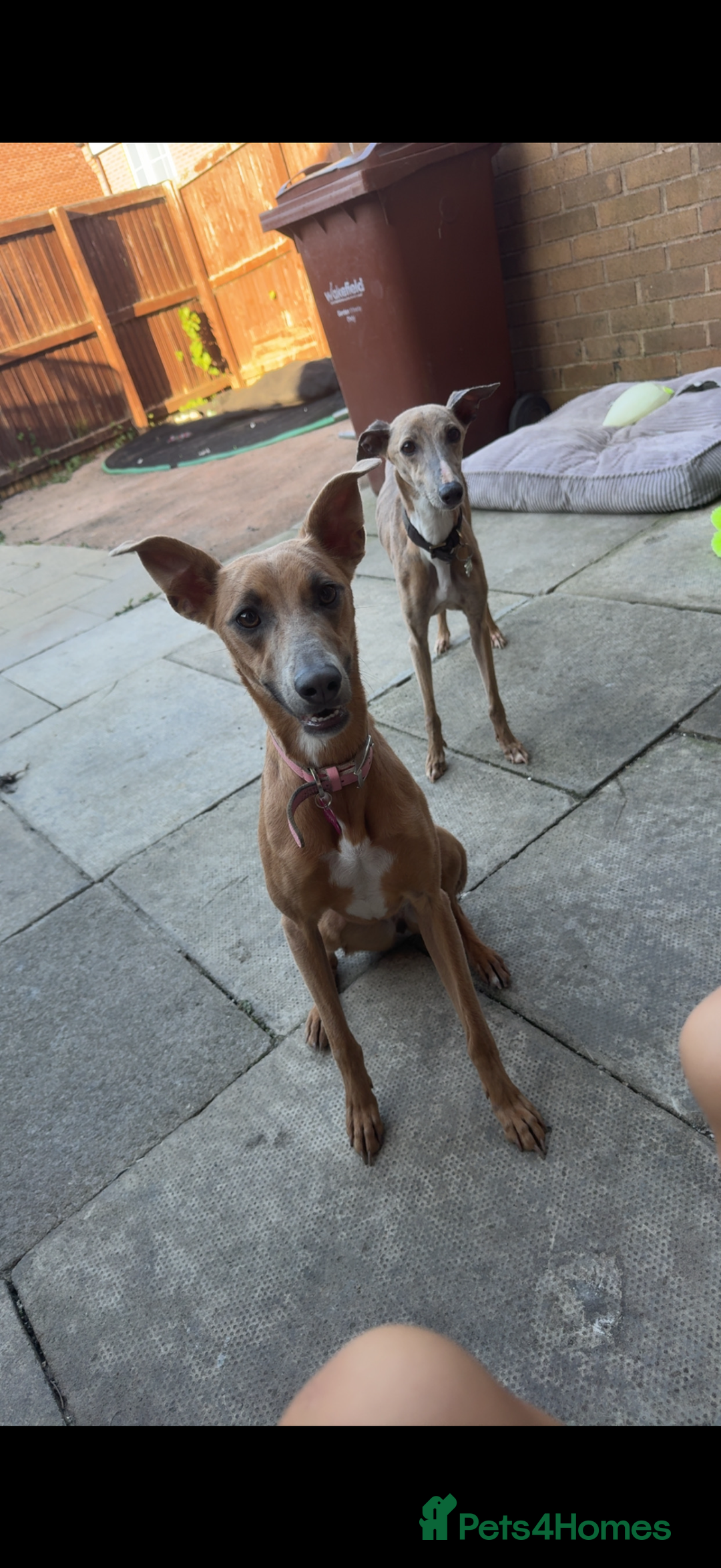 Whippet dogs for sale: Female whippet cross - Advert 3