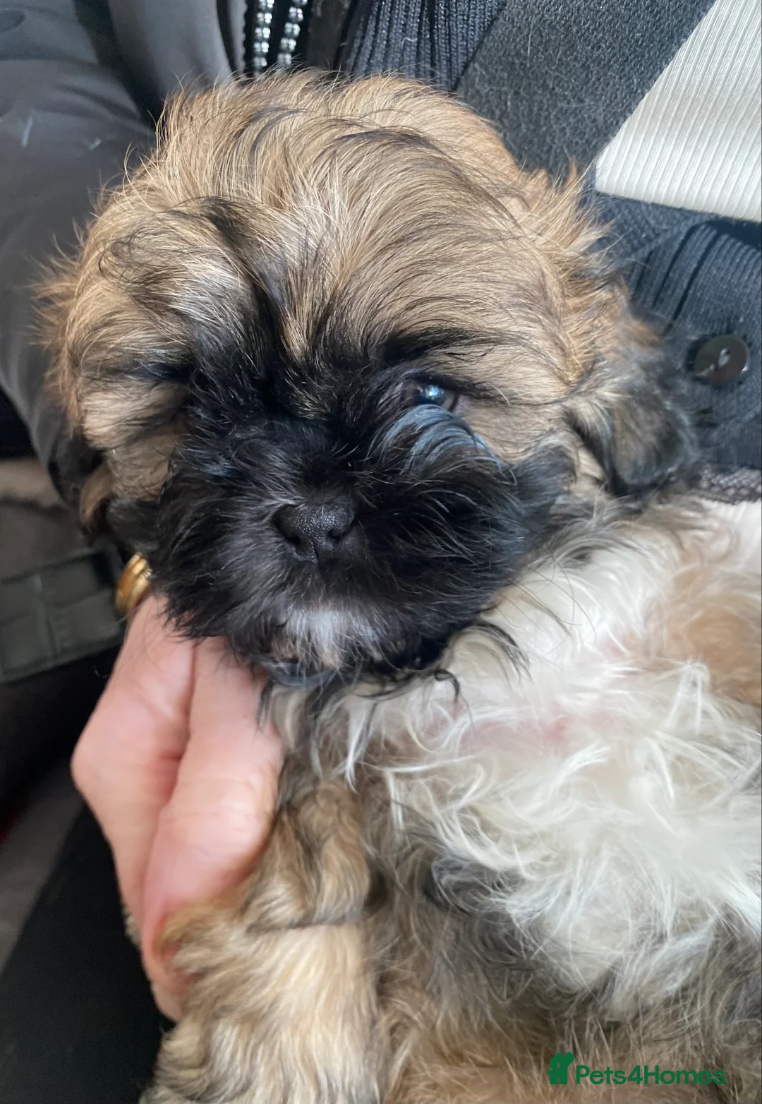 Shih Tzu dogs for sale: pure breed shih tzu puppy , only 1 left - Advert 5