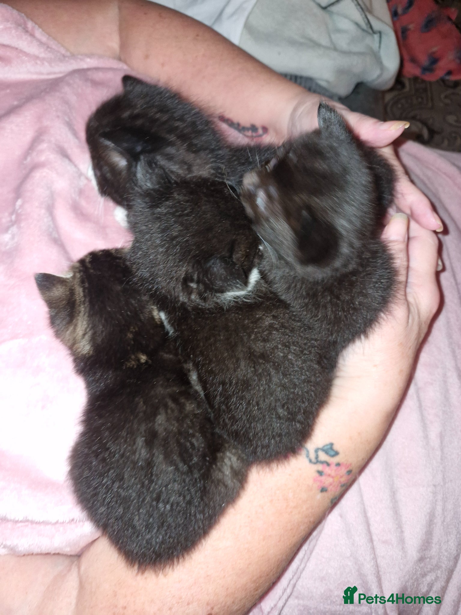 Mixed Breed cats Kittens for sale 🫶 - Advert 1