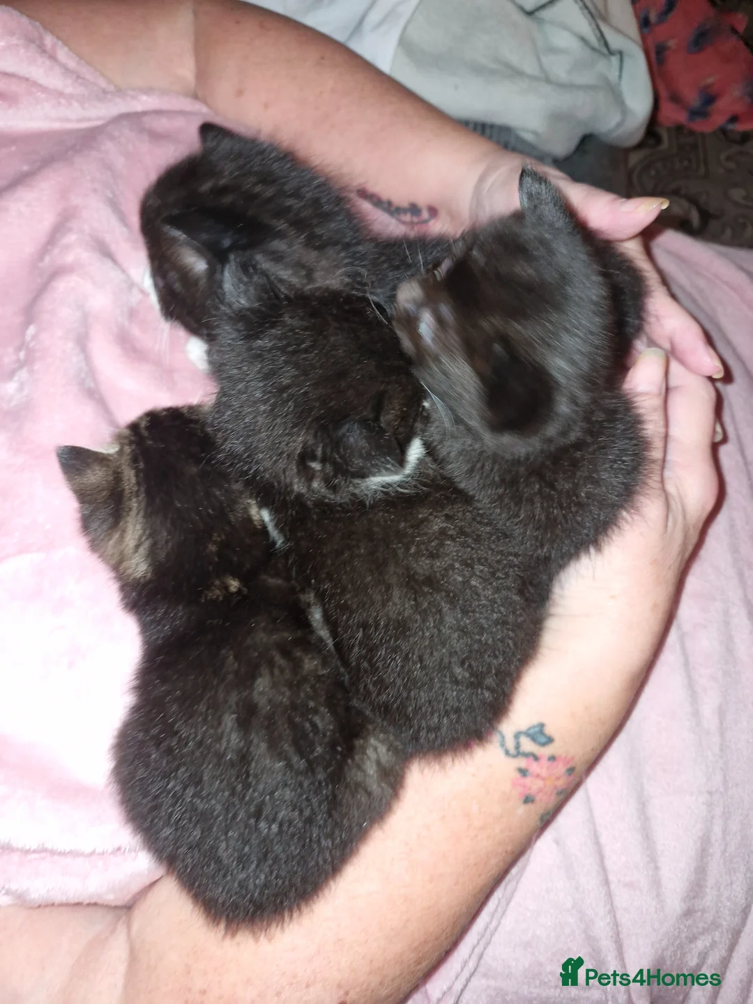 Mixed Breed cats for sale: Kittens for sale 🫶 - Advert 1