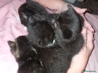 Mixed Breed cats Kittens for sale 🫶 - Advert 1