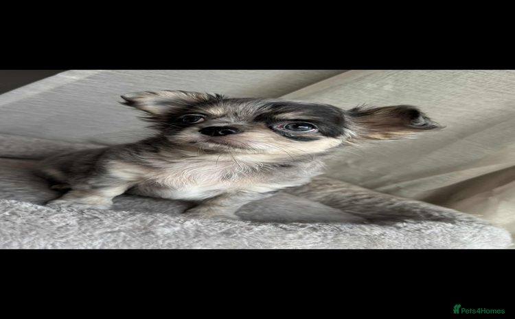 Chihuahua dogs - Advert 10