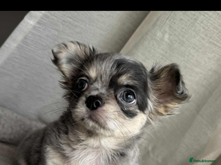 Chihuahua dogs - Advert 6