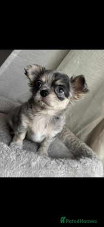 Chihuahua dogs - Advert 1