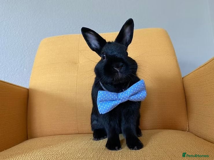 Mixed Breed rabbits rabbit lovely bunny black or nbue grey and spot - Advert 4