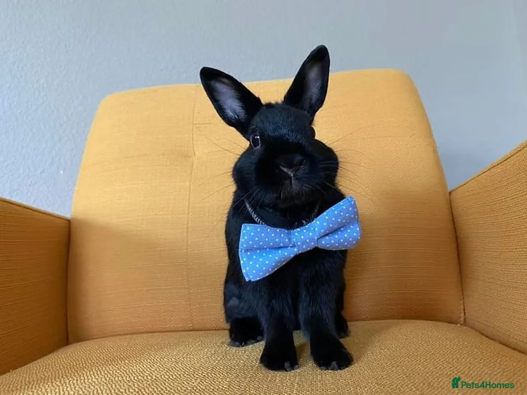 Mixed Breed rabbits for sale: rabbit lovely bunny black or nbue grey and spot in Paisley - Advert 1