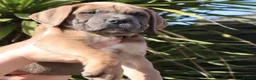 Boerboel dogs for sale: Imperial Boerboels  - Advert 6