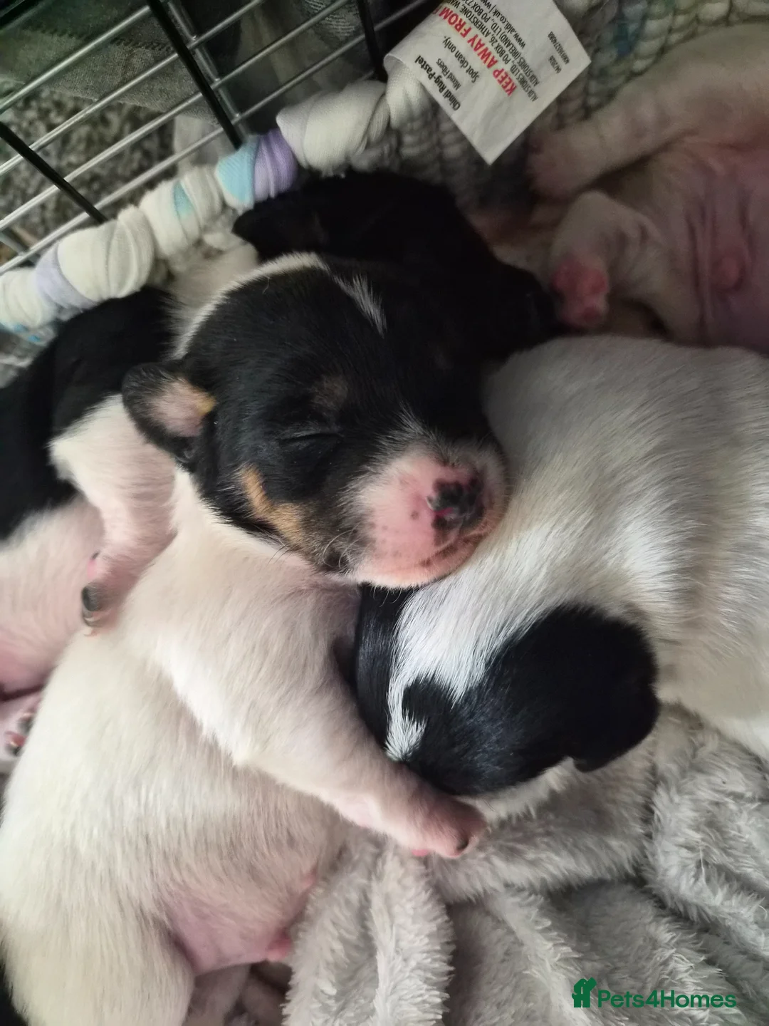 Jack Russell dogs for sale: 4 stunning male jack russell puppies  in Larkhall - Advert 2