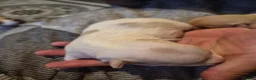 Chihuahua dogs for sale: 3 beautiful chihuahua puppy's  - Advert 12