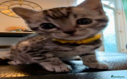 Bengal cats for sale: Beautiful Silver Bengal female - Tica optional  - Image 8