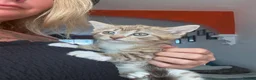 Norwegian Forest Cat cats for sale: Only one boy available now - Advert 4
