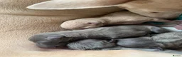 Italian Greyhound dogs for sale: PETITE KC Italian greyhound puppies Europ. lineage - Advert 4