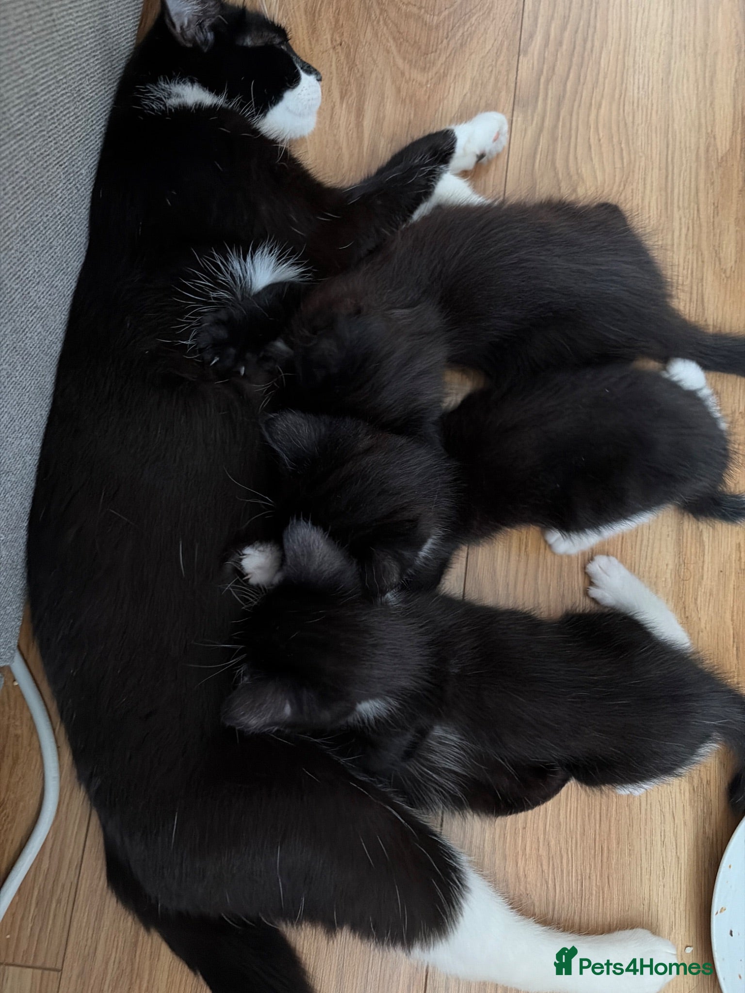 Domestic Shorthair cats 2 tuxedo kittens for sale - Advert 9