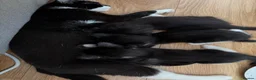 Domestic Shorthair cats for sale: 2 tuxedo kittens for sale - Advert 1