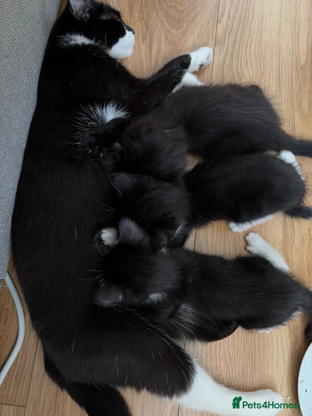 Domestic Shorthair cats for sale: 2 tuxedo kittens for sale - Advert 1