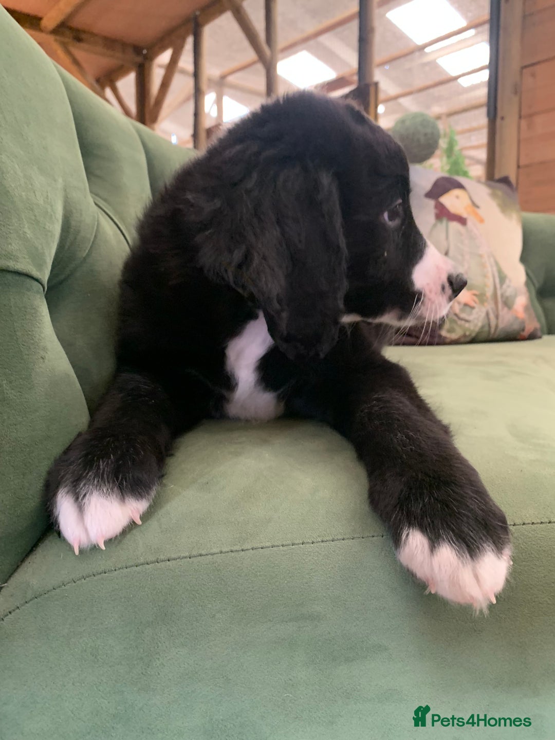 Bernedoodle dogs for sale: Standard Bernedoodle Girls Available  - Image 3