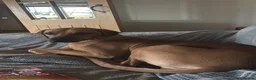 Rhodesian Ridgeback dogs for sale: Rhodesian ridgeback puppies in Wolverhampton - Advert 10