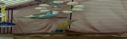 Budgerigars birds for sale: Female budgie for sale in Southampton - Advert 6