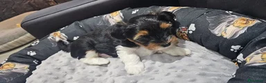 Yorkshire Terrier 2