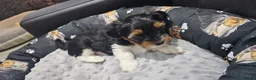 Yorkshire Terrier dogs for sale: Stunning Yorkshire Terrier Puppies  in Portsmouth - Advert 5