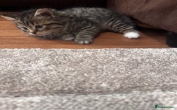 Mixed Breed cats for sale: Kittens  - Image 2