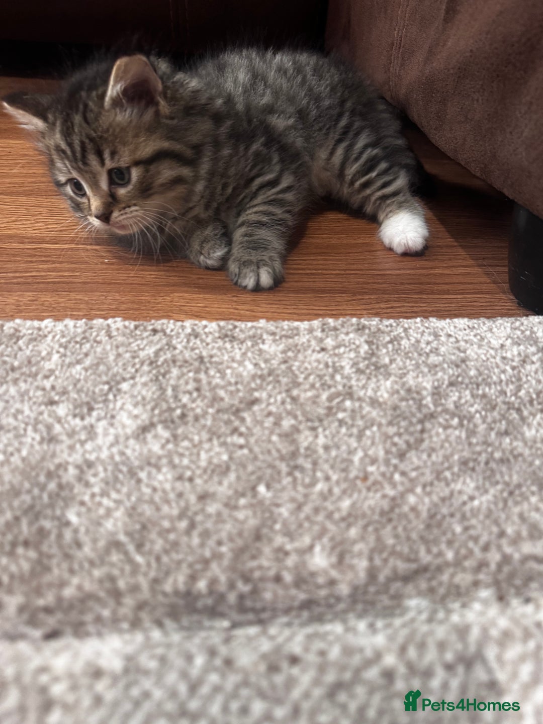Mixed Breed cats for sale: Kittens  - Image 2