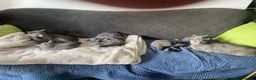 Russian Blue cats for sale: Russian Blue kittens 2 girls and 6 boys in Edinburgh - Advert 5