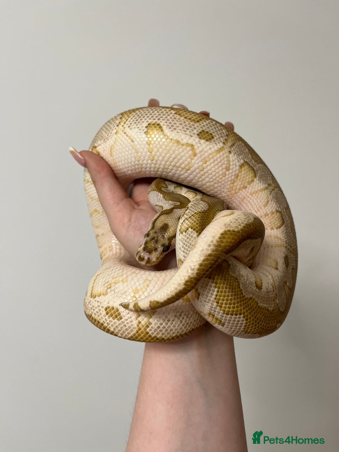 Mixed Breed reptiles for sale: 1 corn snake and 3 royals for rehome  - Image 2