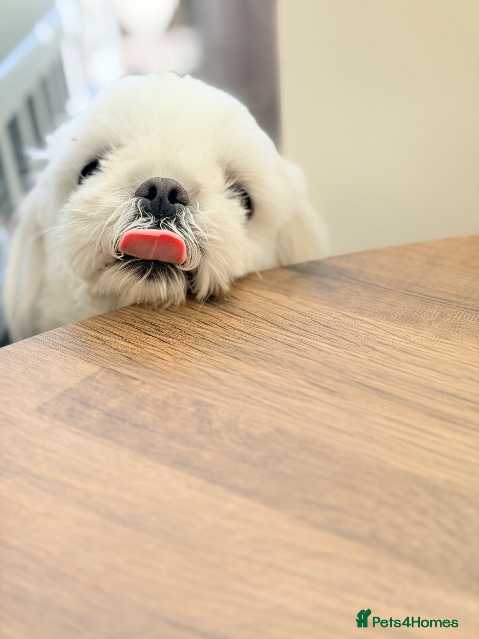 Maltese dogs Full Korean Male Maltese - Advert 1