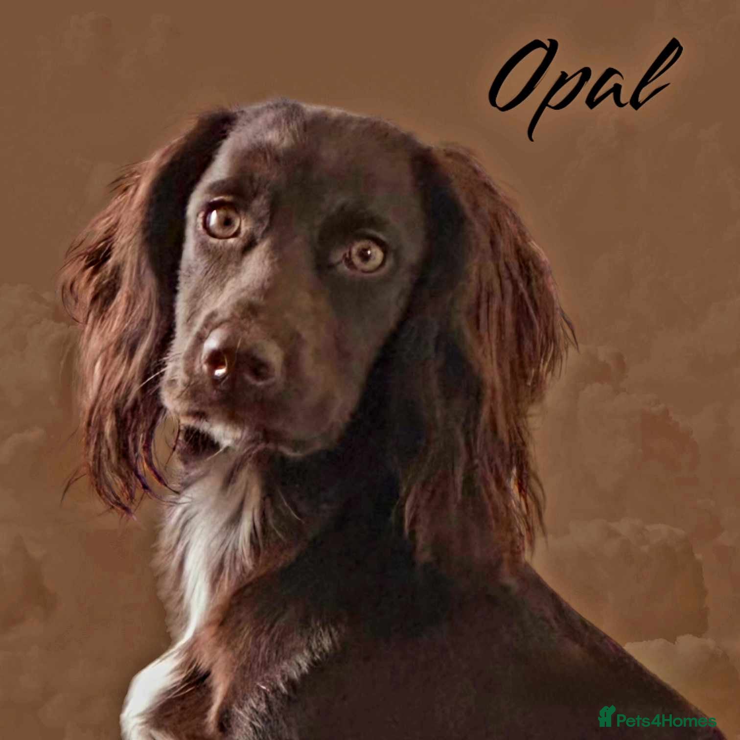 Cocker Spaniel dogs Stunning litter of KC registered Wcs  - Advert 1