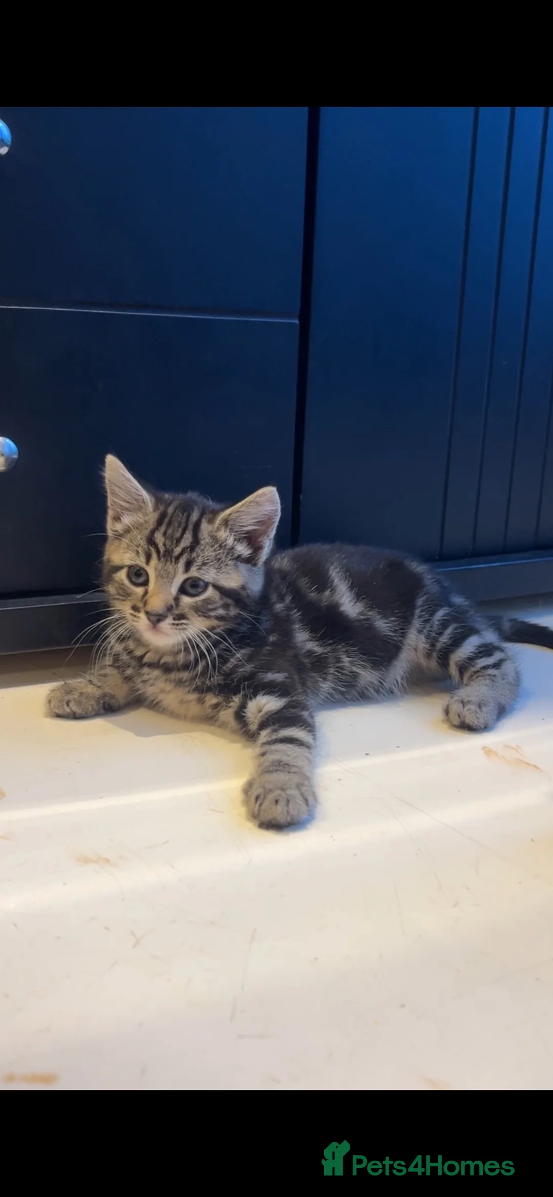 Mixed Breed cats for sale: 2 beautiful girls  - Advert 2