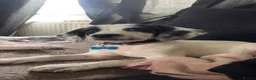 Mixed Breed dogs for sale: Bobby - Advert 8