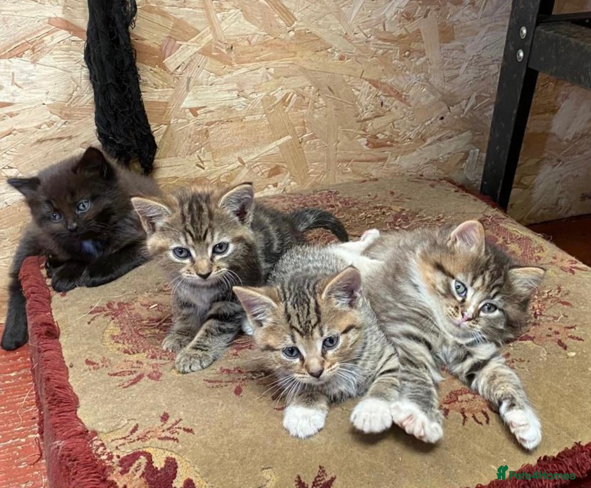 Mixed Breed cats Farm Kittens for sale  - Advert 4
