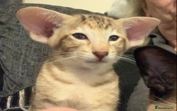 Oriental cats for sale: Stunning tortie tabby oriental female kittens - Image 4